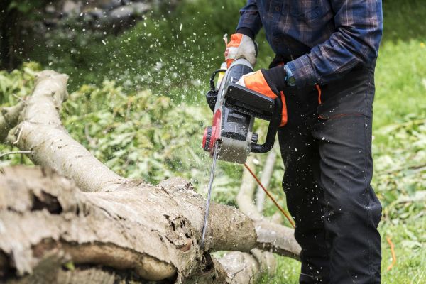 Cost of Branch Removal Service in Lincoln