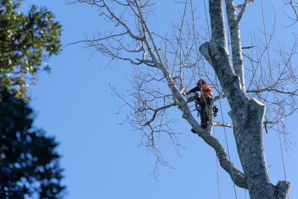 Cost of Tree Topping Service in Lincoln