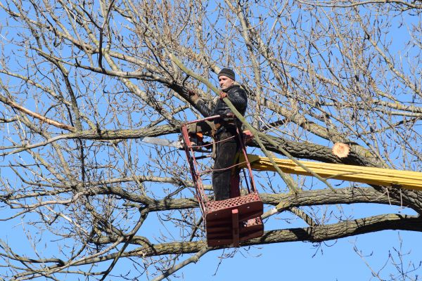 Cost of Emergency Tree Trimming in Lincoln