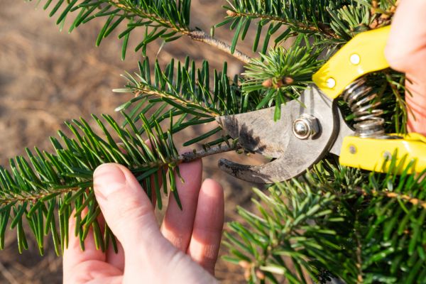 Pine Tree Pruning in Lincoln