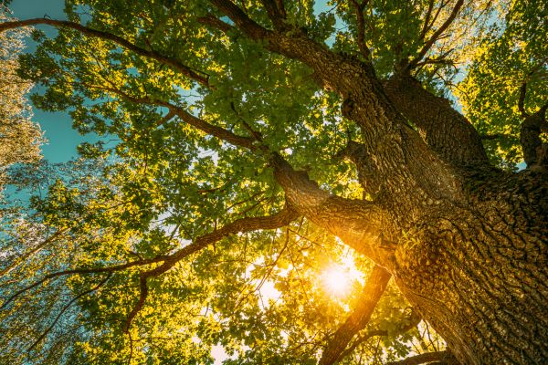 Cost of Oak Tree Pruning in Lincoln