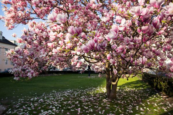 Cost of Magnolia Tree Pruning in Lincoln