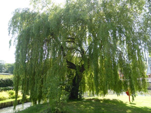 Cost of Willow Tree Trimming in Lincoln