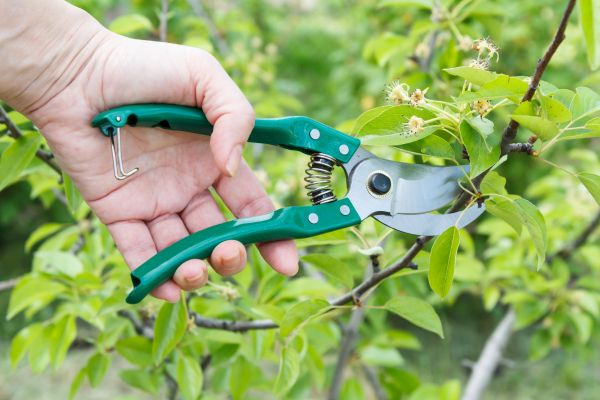 Cost of Pear Tree Pruning in Lincoln