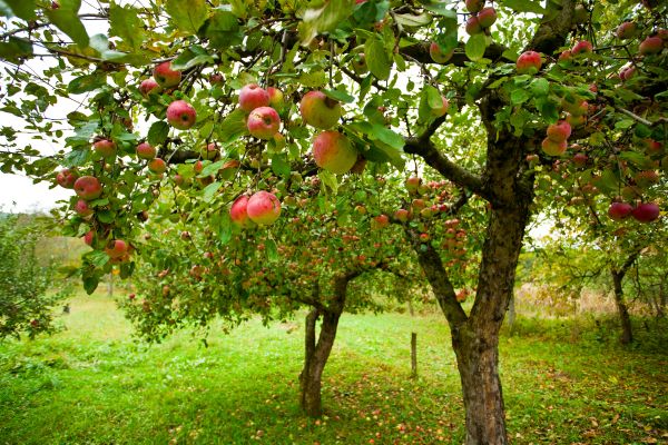 Cost of Apple Tree Pruning in Lincoln