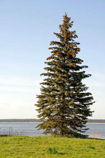 Cost of Spruce Tree Pruning in Lincoln