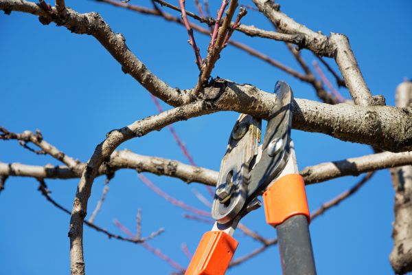 Cost of Elm Tree Pruning in Lincoln
