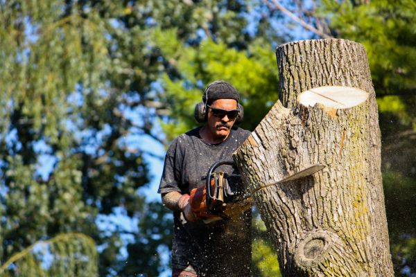 Cost of Ash Tree Pruning in Lincoln