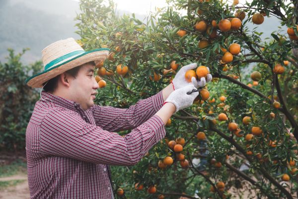 Cost of Orange Tree Pruning in Lincoln