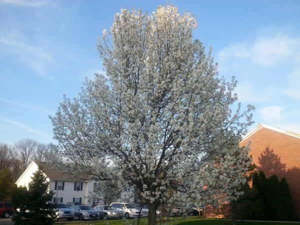 Cost of Bradford Pear Tree Pruning in Lincoln