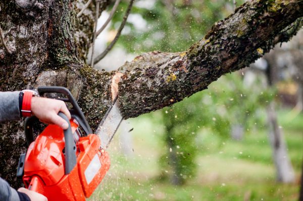 Cost of Branch Cutting Service in Lincoln