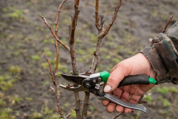 Cost of Pear Trees Pruning in Lincoln