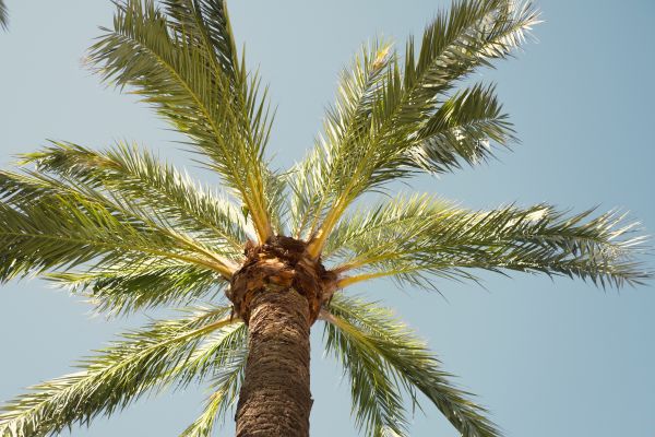 Cost of Queen Palm Pruning in Lincoln