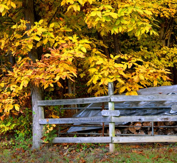 Cost of Hickory Tree Pruning in Lincoln