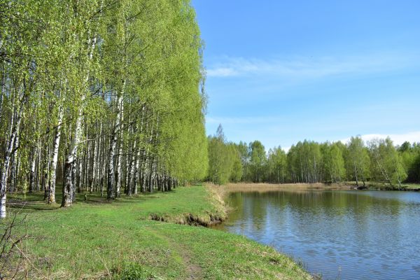 Cost of River Birch Pruning in Lincoln