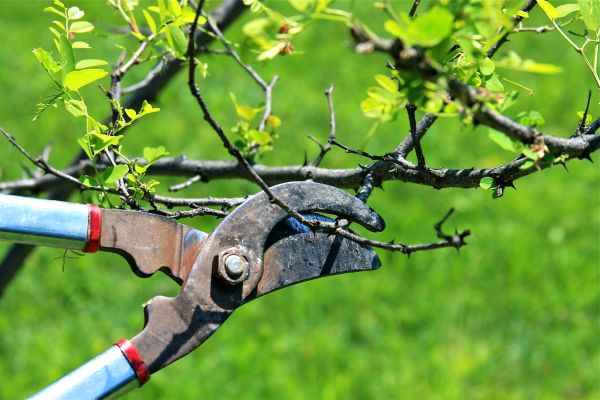 Cost of Branches Pruning in Lincoln