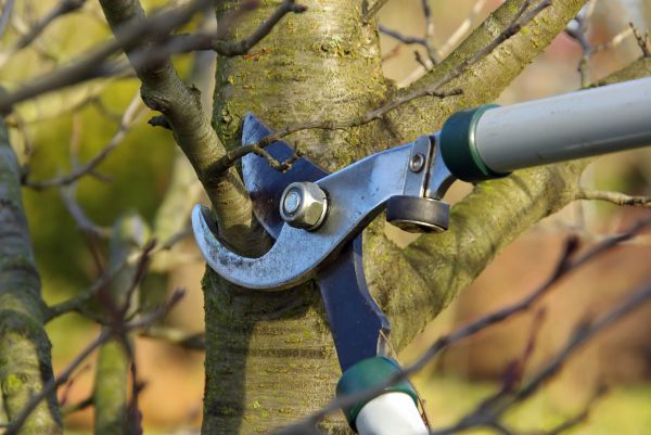Cost of Tree Limb Trimming Service in Lincoln