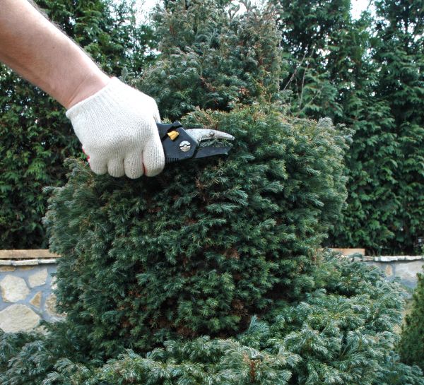 Cost of Ornamental Tree Trimming in Lincoln