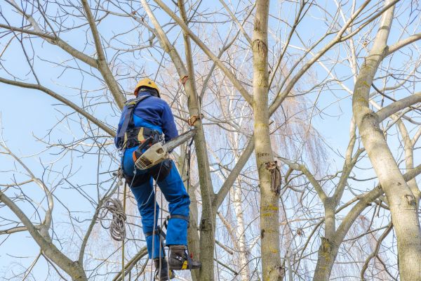 Cost of Large Tree Trimming in Lincoln