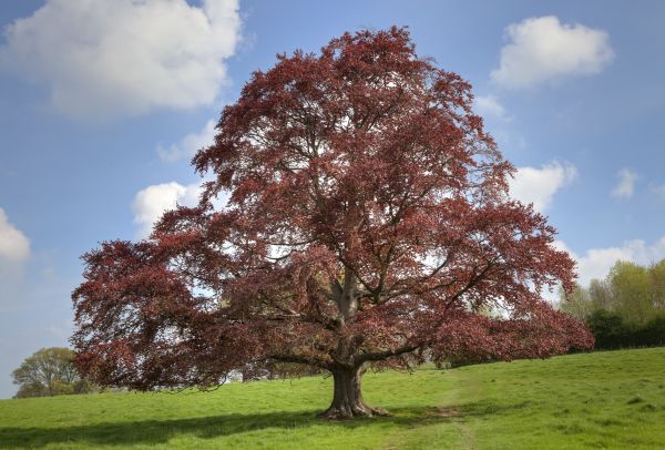 Cost of Beech Tree Pruning in Lincoln