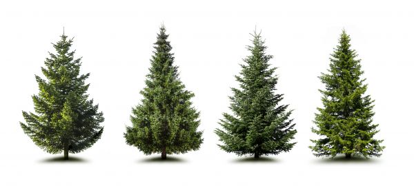 Cost of Pine Tree Trimming in Lincoln